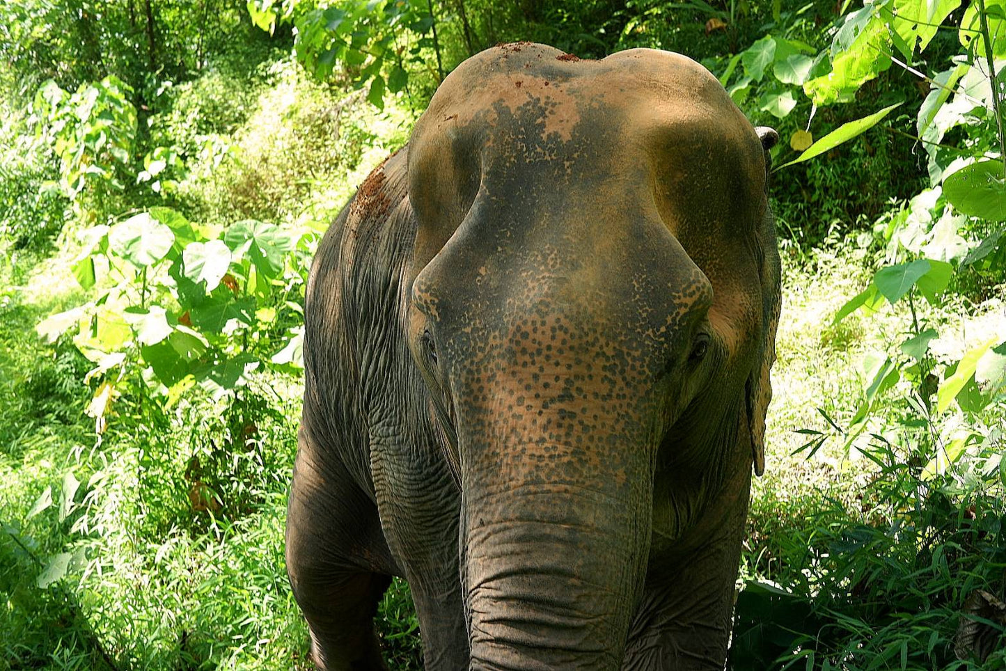 태국 푸켓 오리지날 코끼리 보호소 - 엘리펀트 정글 생츄어리