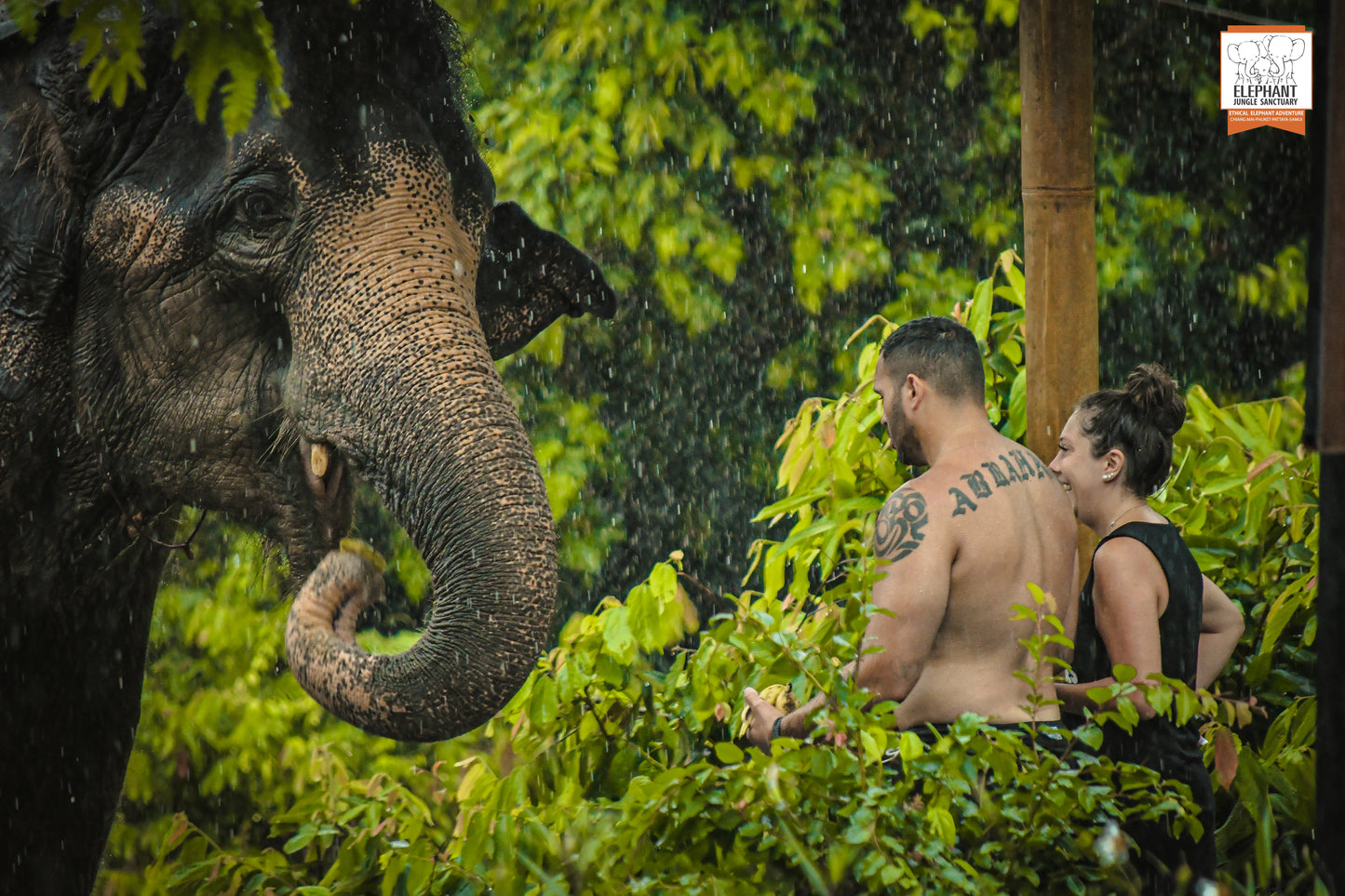 태국 푸켓 오리지날 코끼리 보호소 - 엘리펀트 정글 생츄어리
