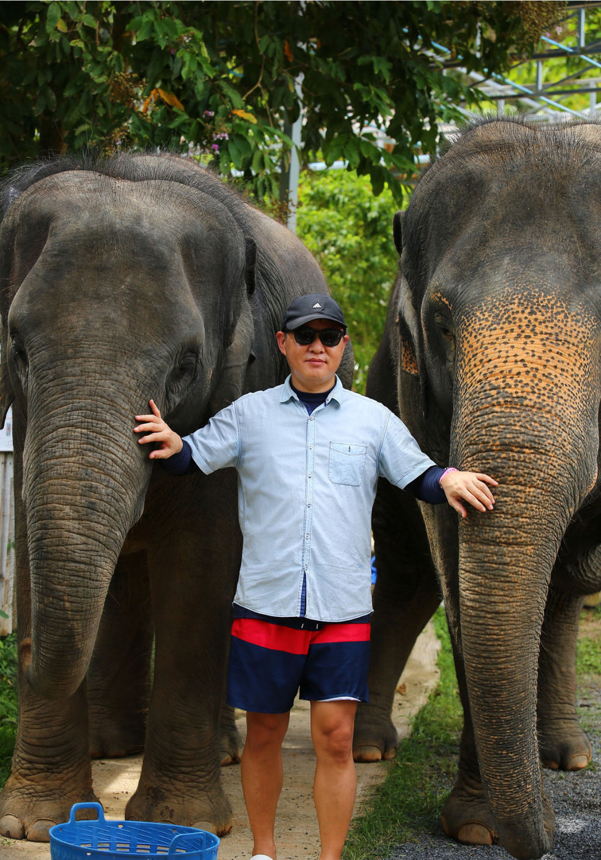 태국 푸켓 오리지날 코끼리 보호소 - 엘리펀트 정글 생츄어리