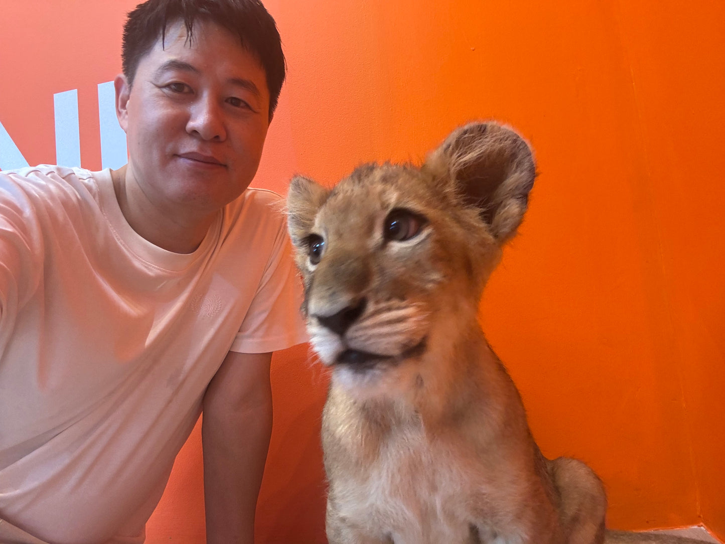 태국 푸켓 라이온 랜드- New 귀여운 사자와 놀기